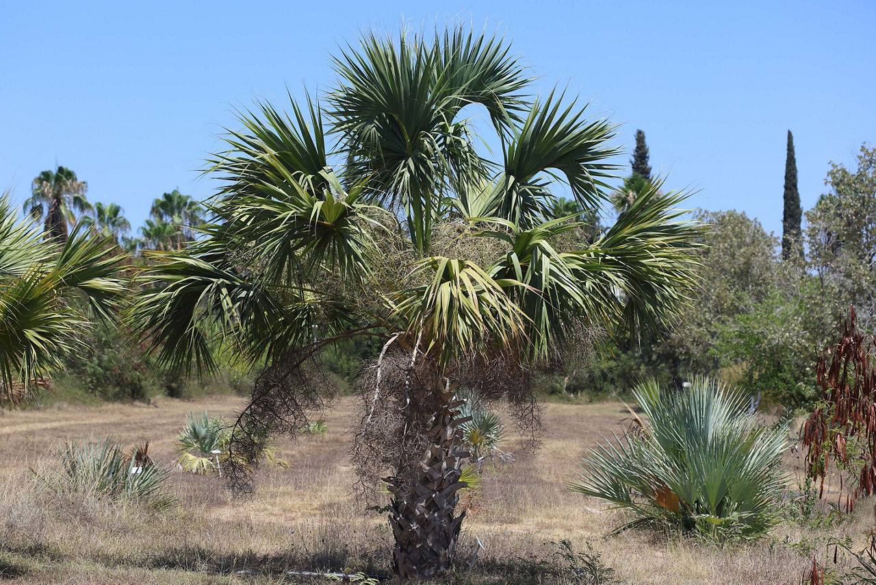 Cabbage Palm Tree, Cabbage Beach