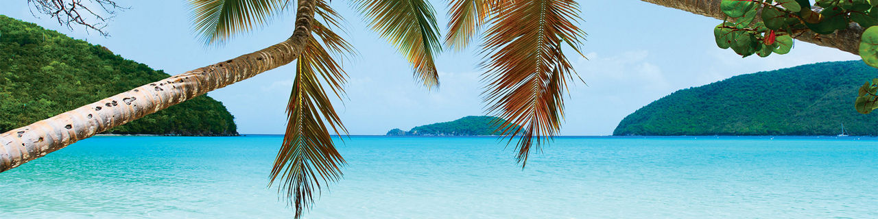 John Beach Palm Trees
