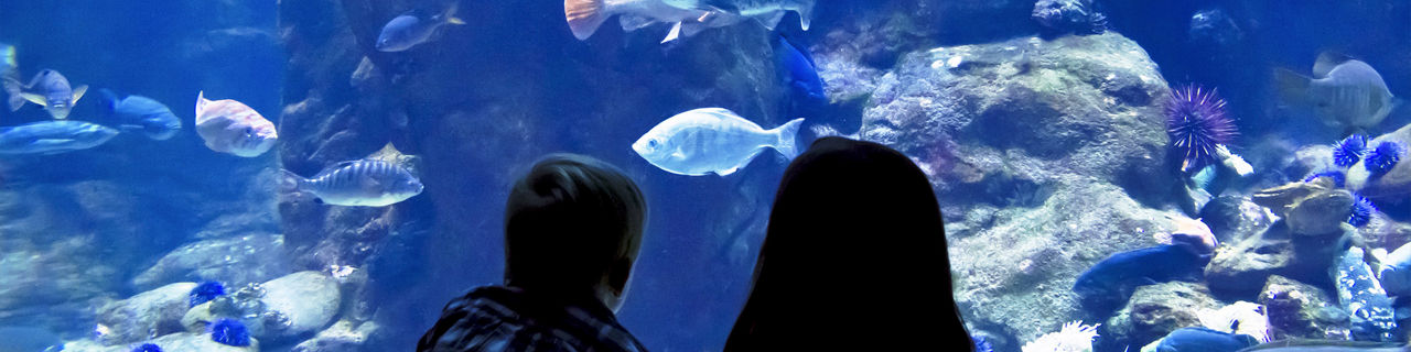 Kids watching reef fish in a large aquarium, Flo rida
