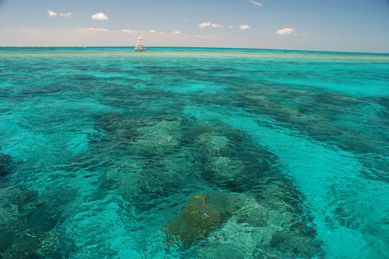 Amazing colors of coral reefs in John Pennekamp State Park, Key Largo - Florida U.S.A.