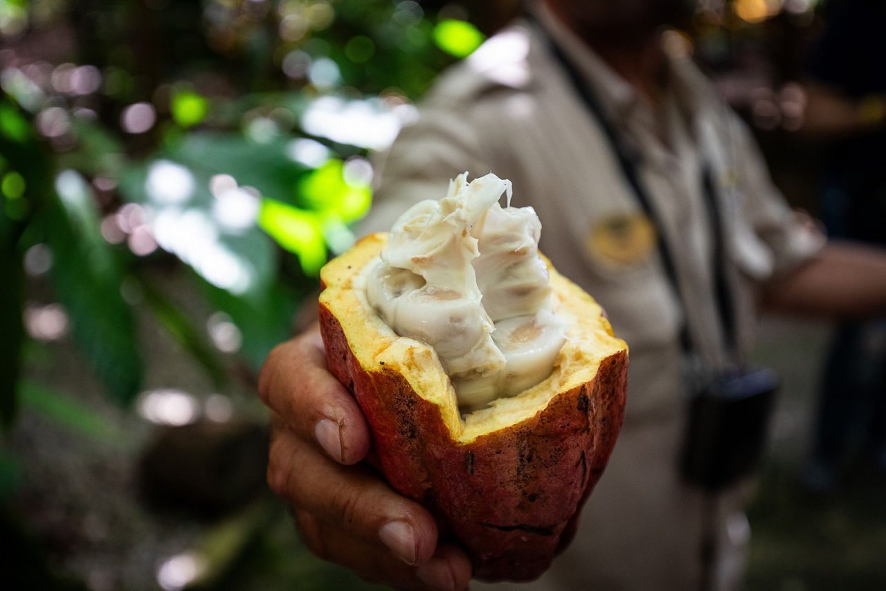 Fresh cacao pod held by a local guide in the Dominican Republic