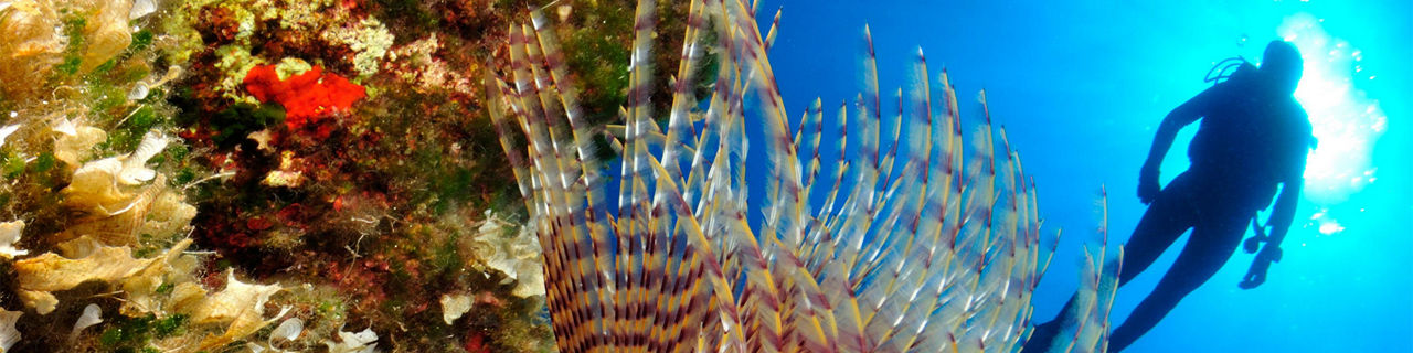 Greece Marine Life