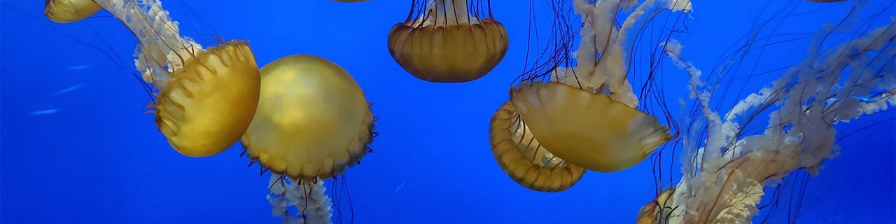 Jelly fish as seen at the Moody Gardens, Galveston, Texas.