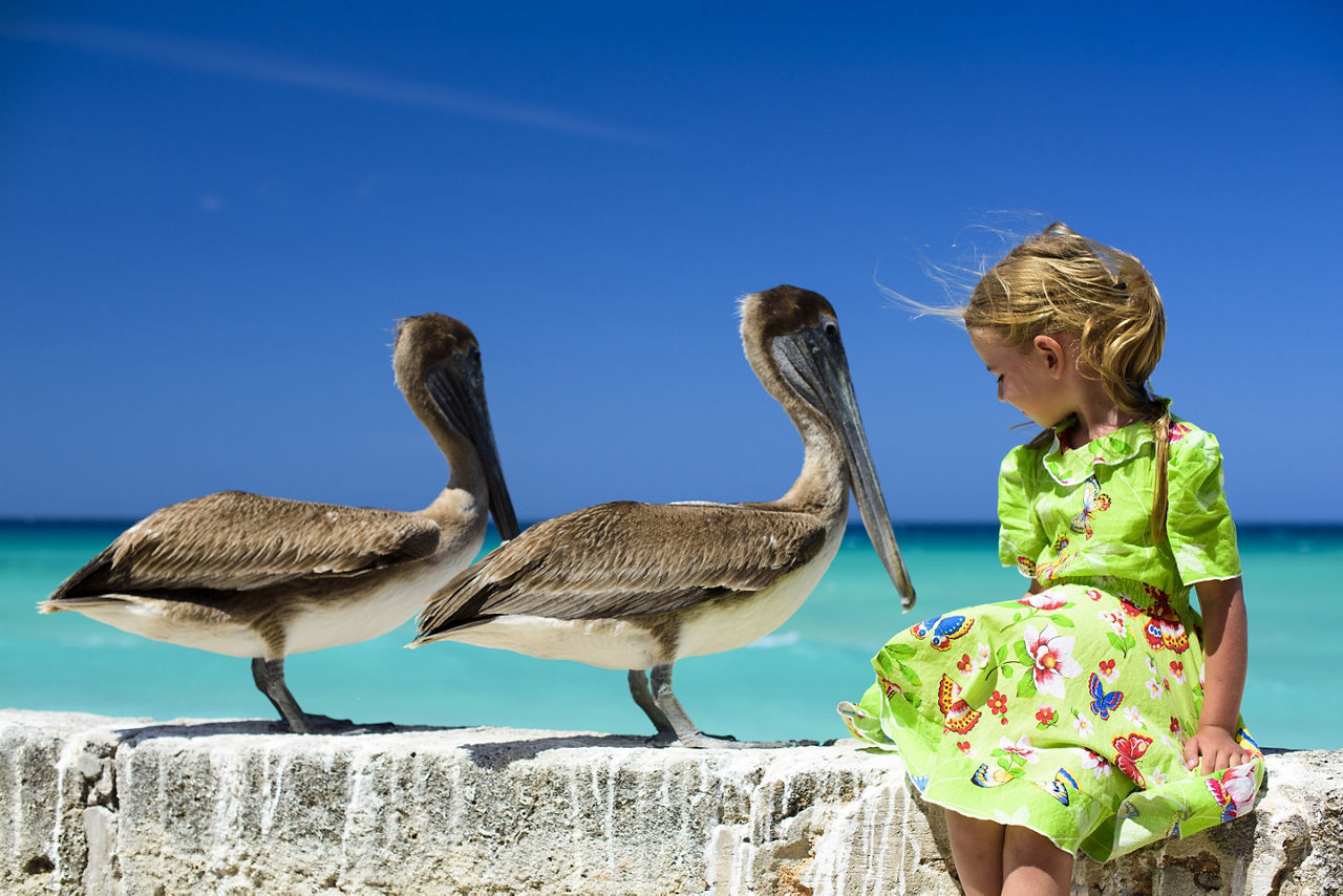 Little girl with blond hair sitting, looking at brown pelicans 