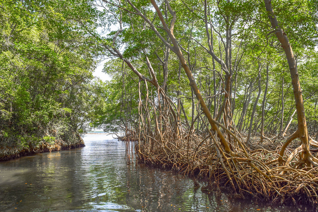 Mangrove forest National Park los Haitises Dominican Republic