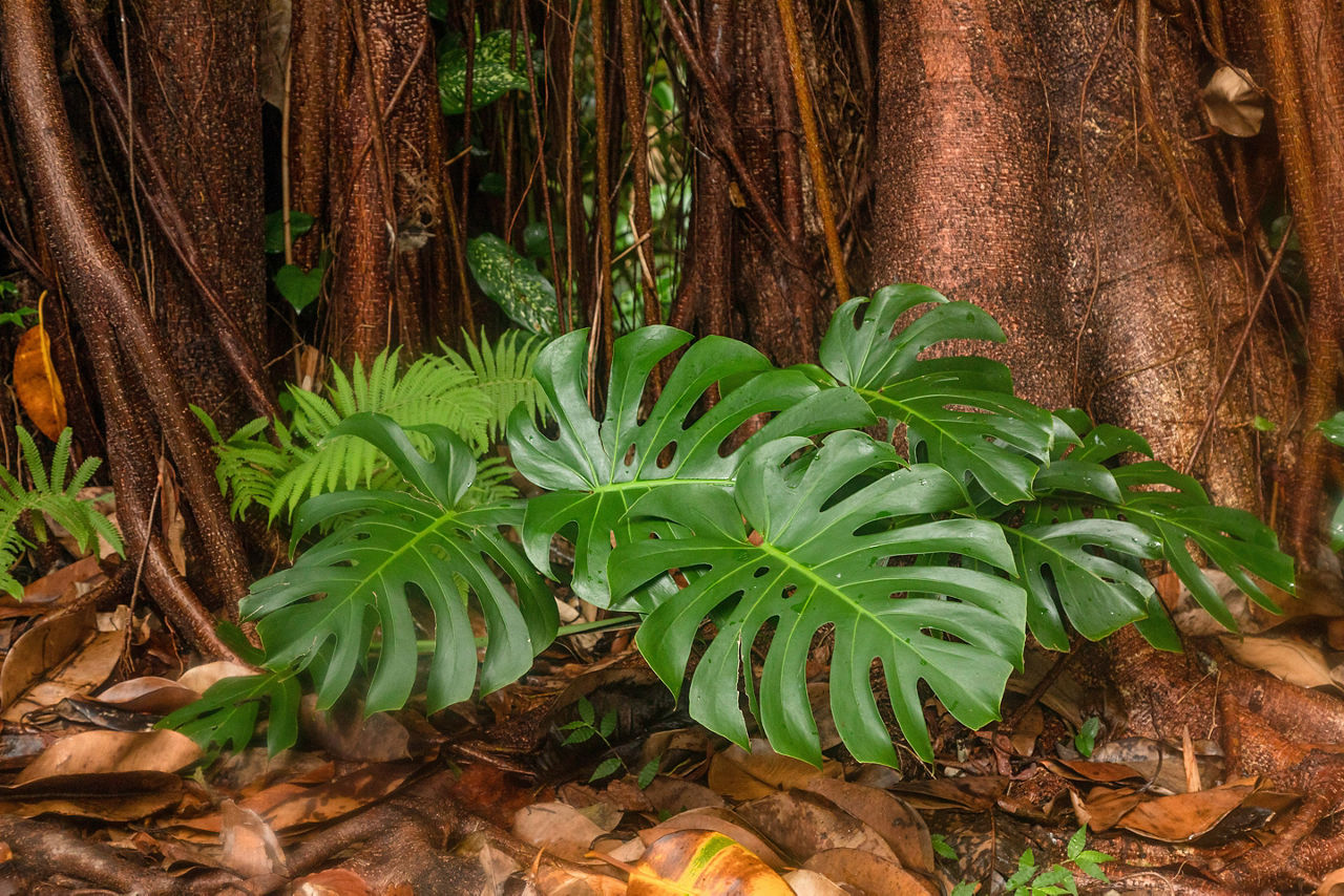 Monstera deliciosa at the Lyon Arboretum 