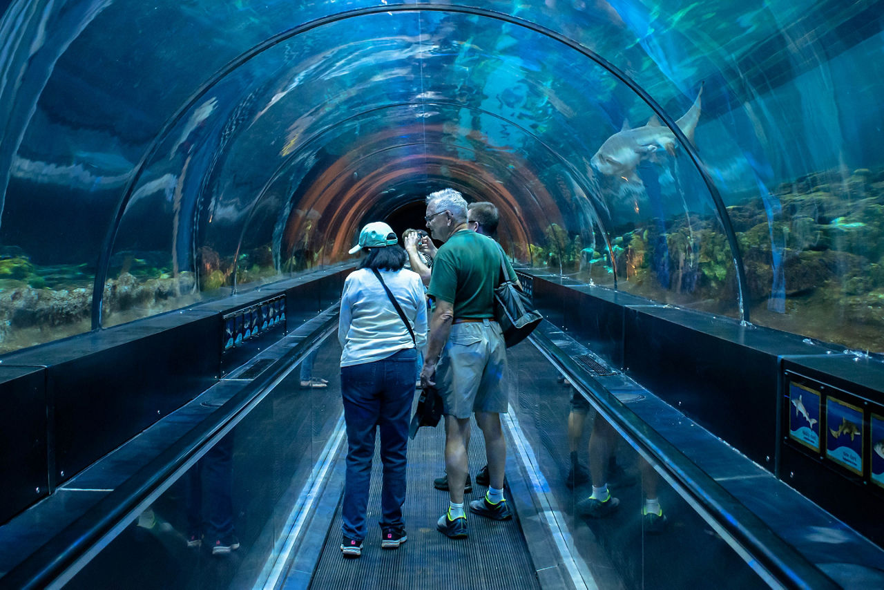 People enjoying Shark encounter tunnel at Sea Life Aquarium