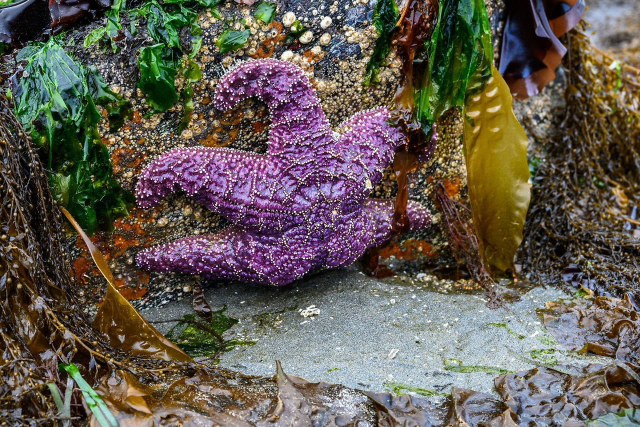 Purple sea star attached to a rock at low tide, Alki Point, Seattle, Washington