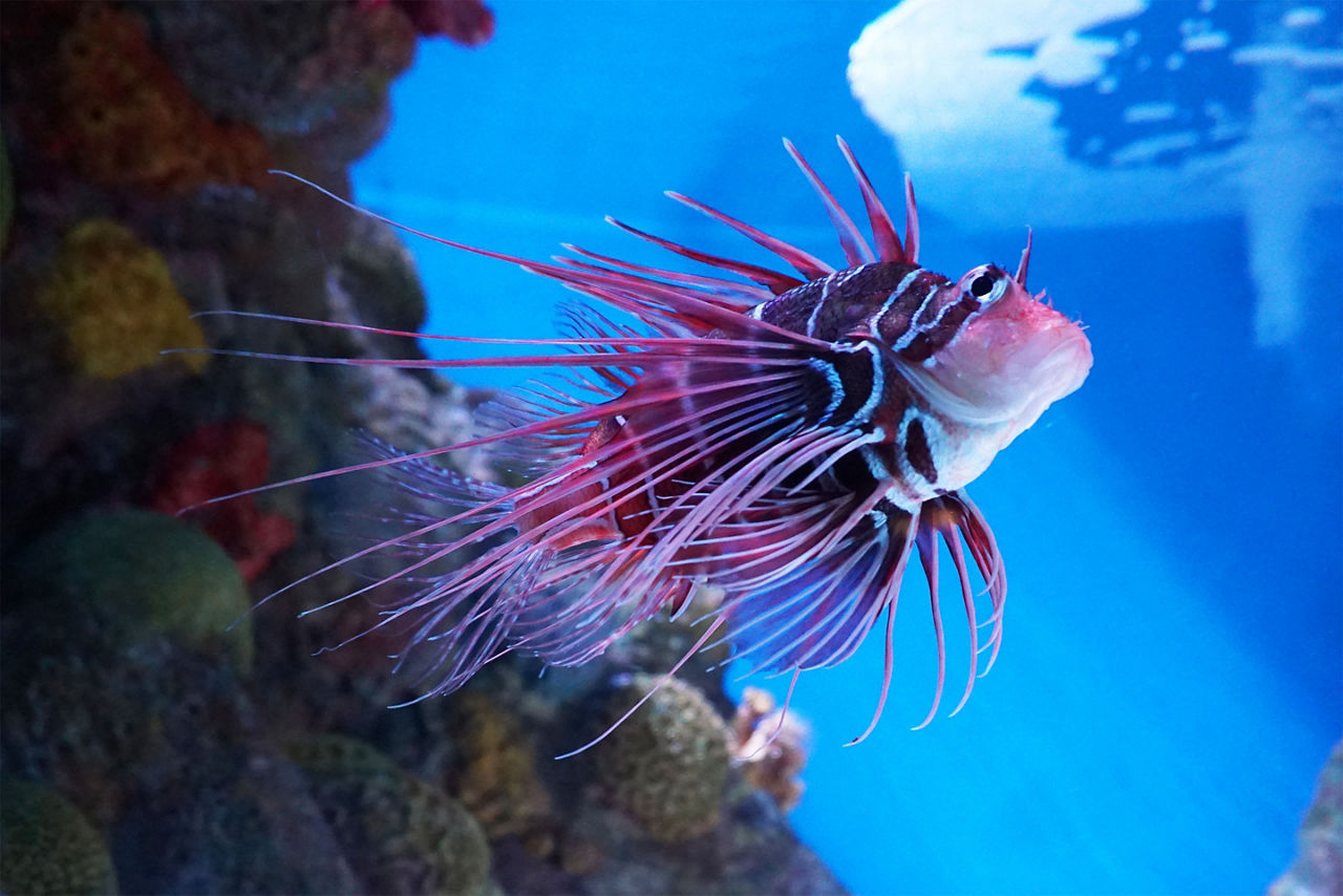 Red lionfish Pterois volitans in an aquarium at New England Aquarium