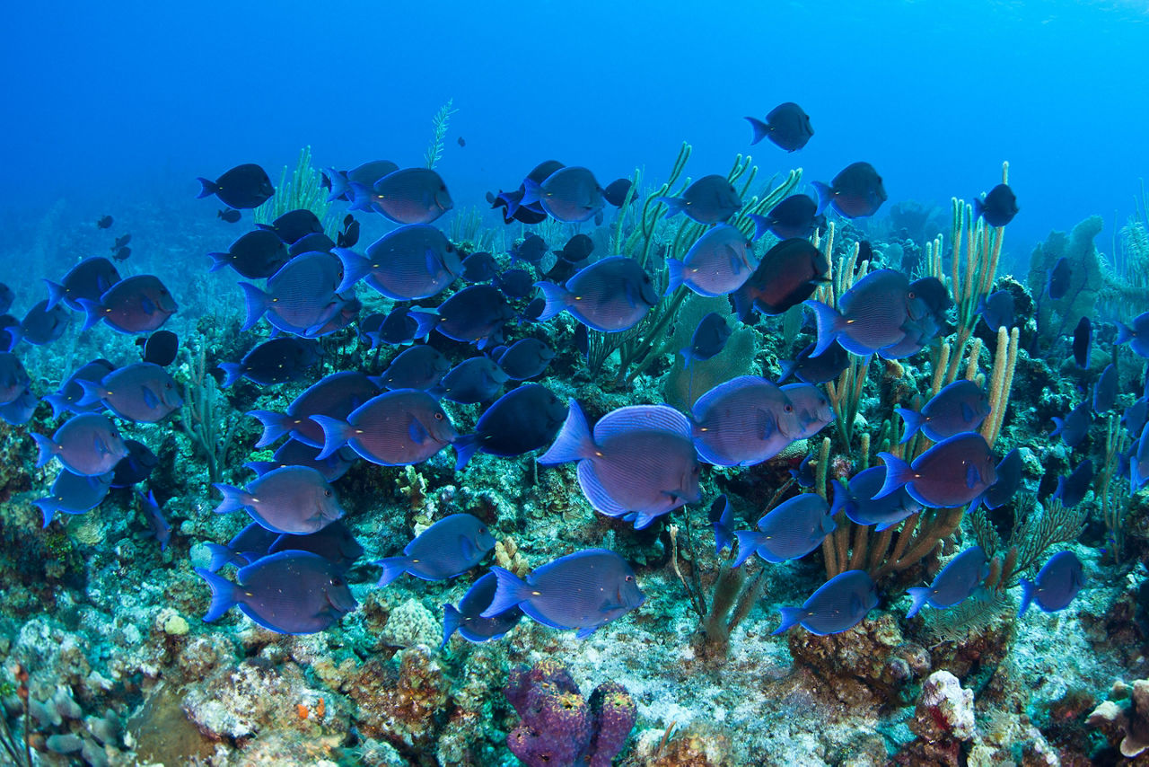 A school of Blue tang (Acanthurus coeruleus) swims over a coral reef in Grand Cayman.
