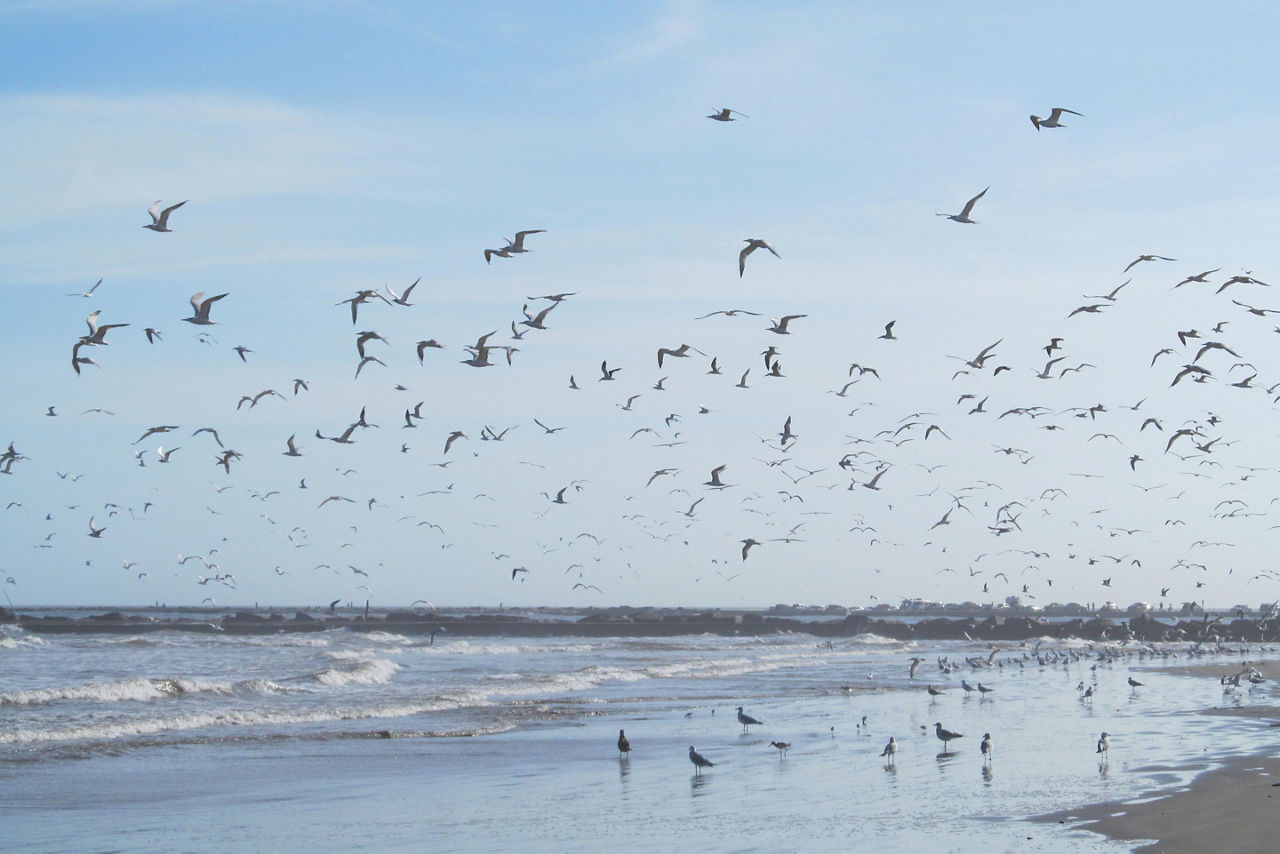 Sea birds flying over the beach on San Jose Island, Texas