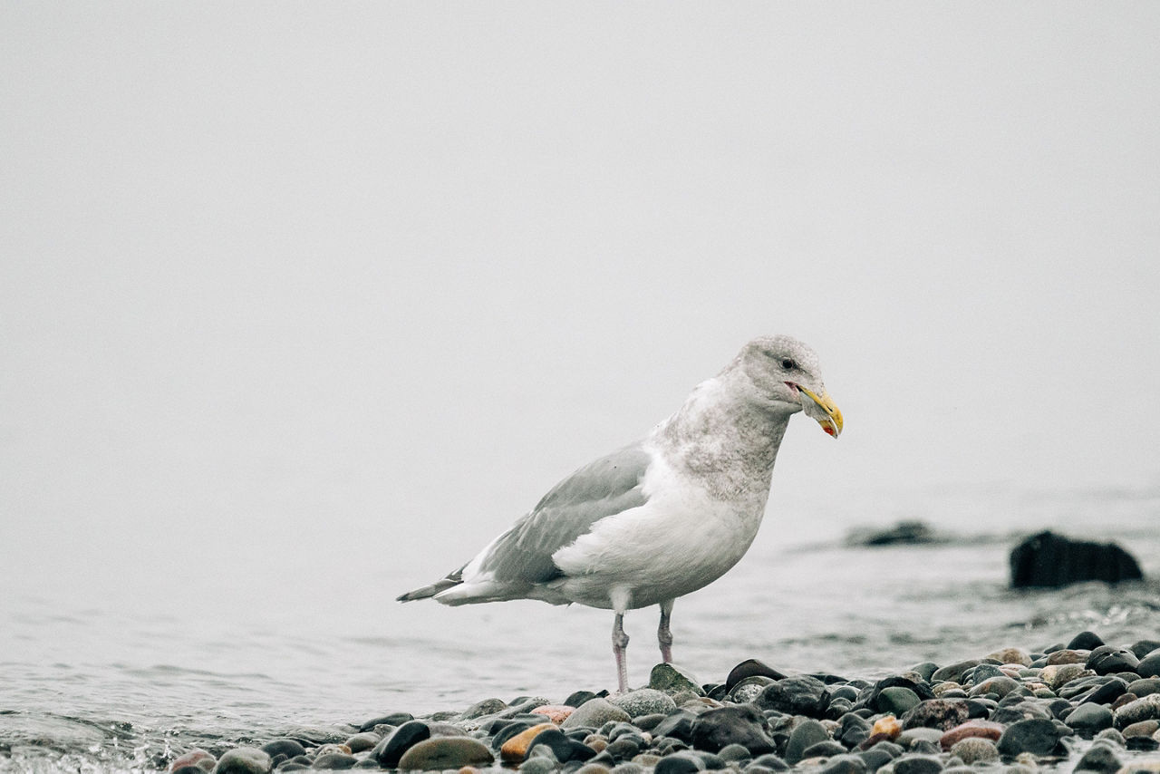 Closeup view of a sea gull eating a flounder at Golden Gardens Park in Seattle, Washington