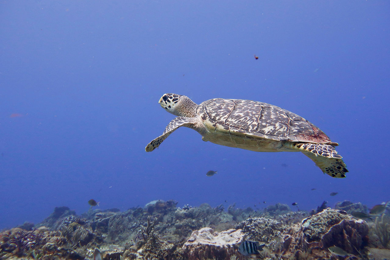 Sea Turtle, Santa Rosa Wall, Cozumel, Mexico