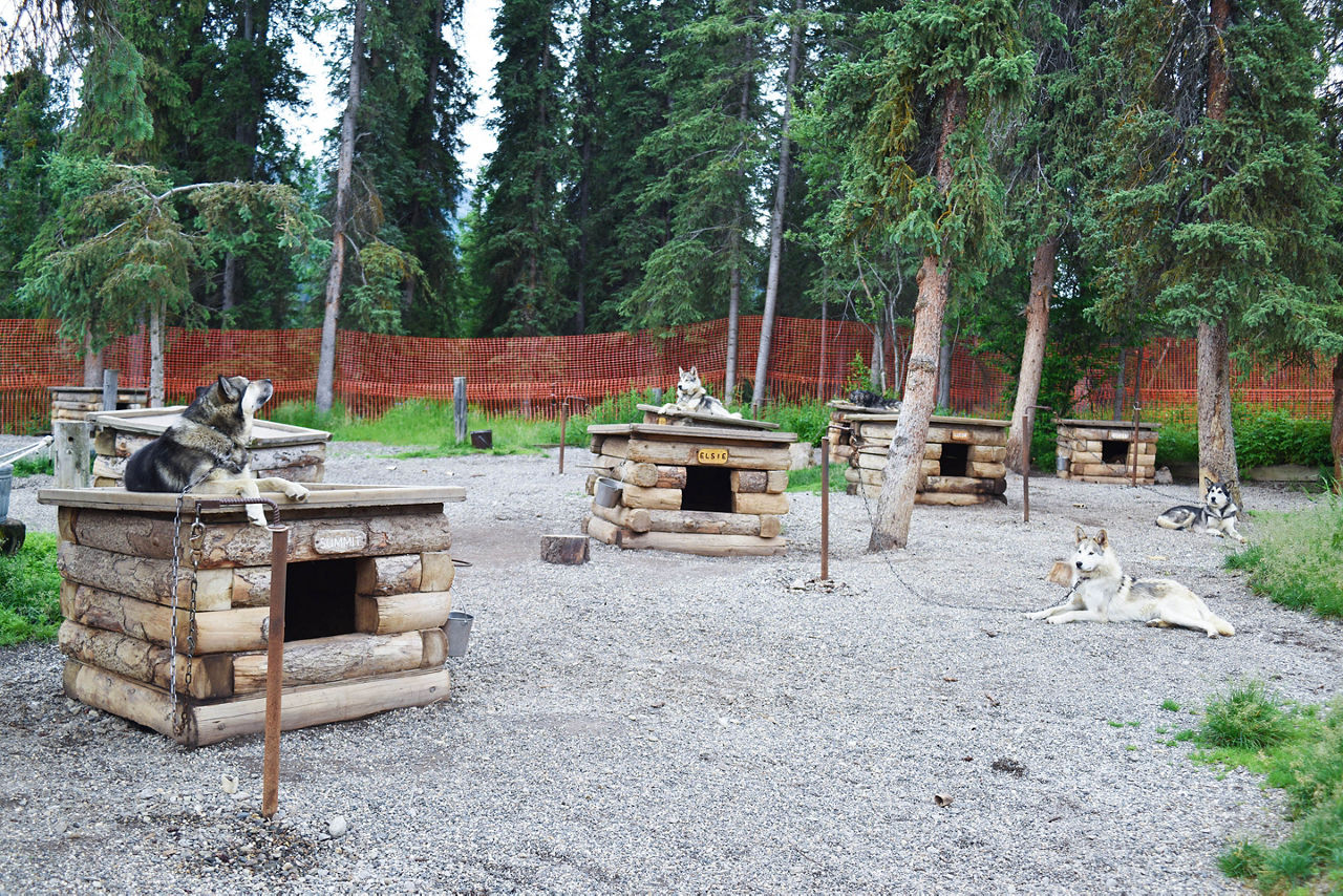 Denali sled dog kennel