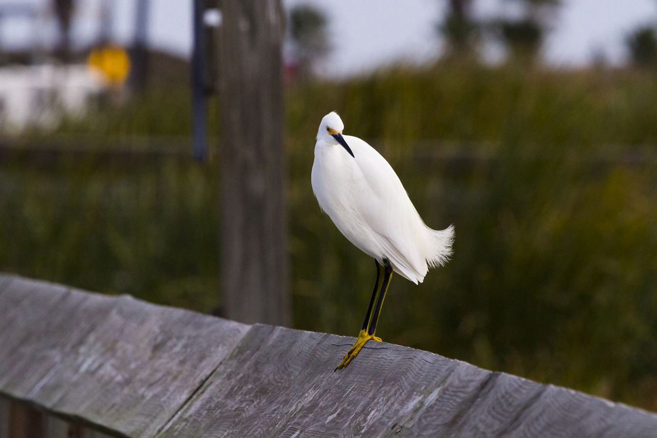 Snowy egret in natural habitat on South Padre Island, Texas.