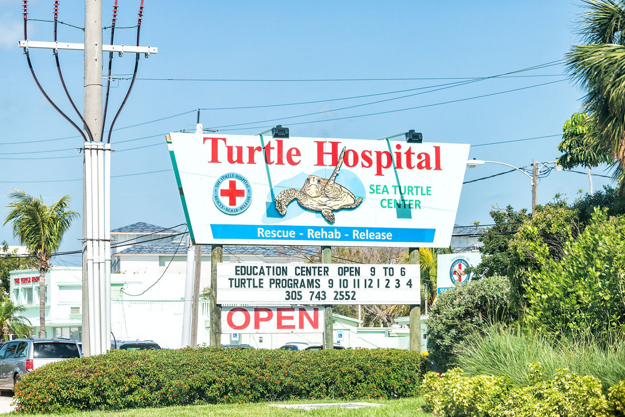 Turtle Hospital, Sea center
