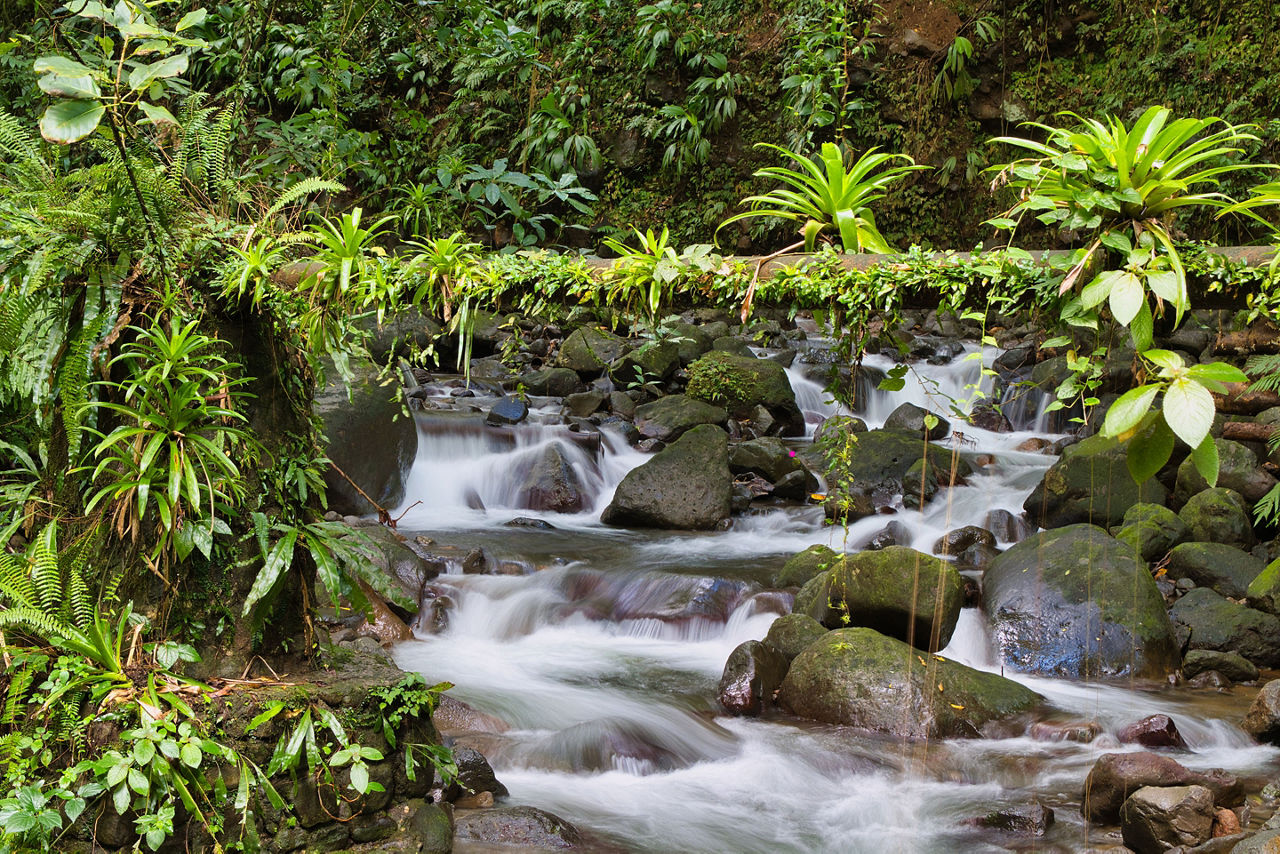  Vermont Nature Trail on the island of St Vincent