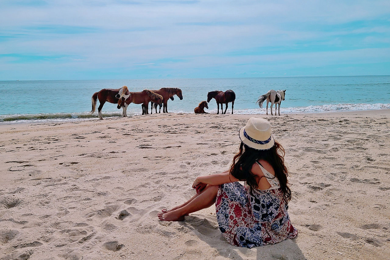 Wild horses of Assateague Island National Seashore, Maryland