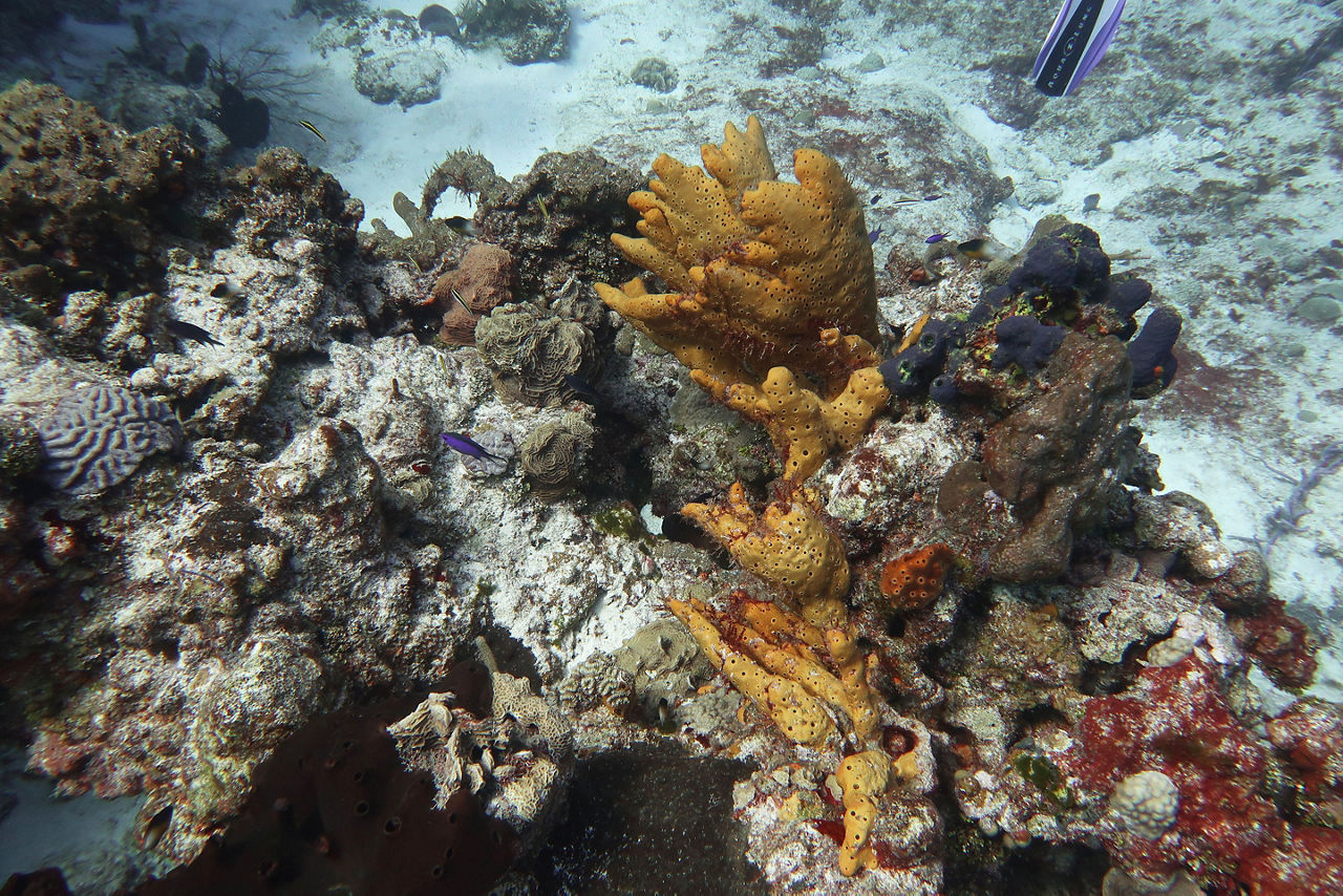Yucab coral reef carribean sea, Cozumel, Mexico