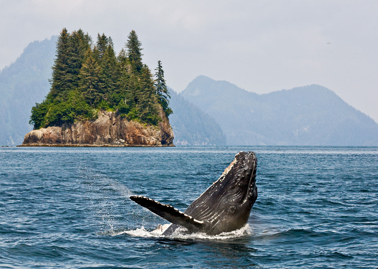 alaska inside passage whale watching mountain peaks ocean