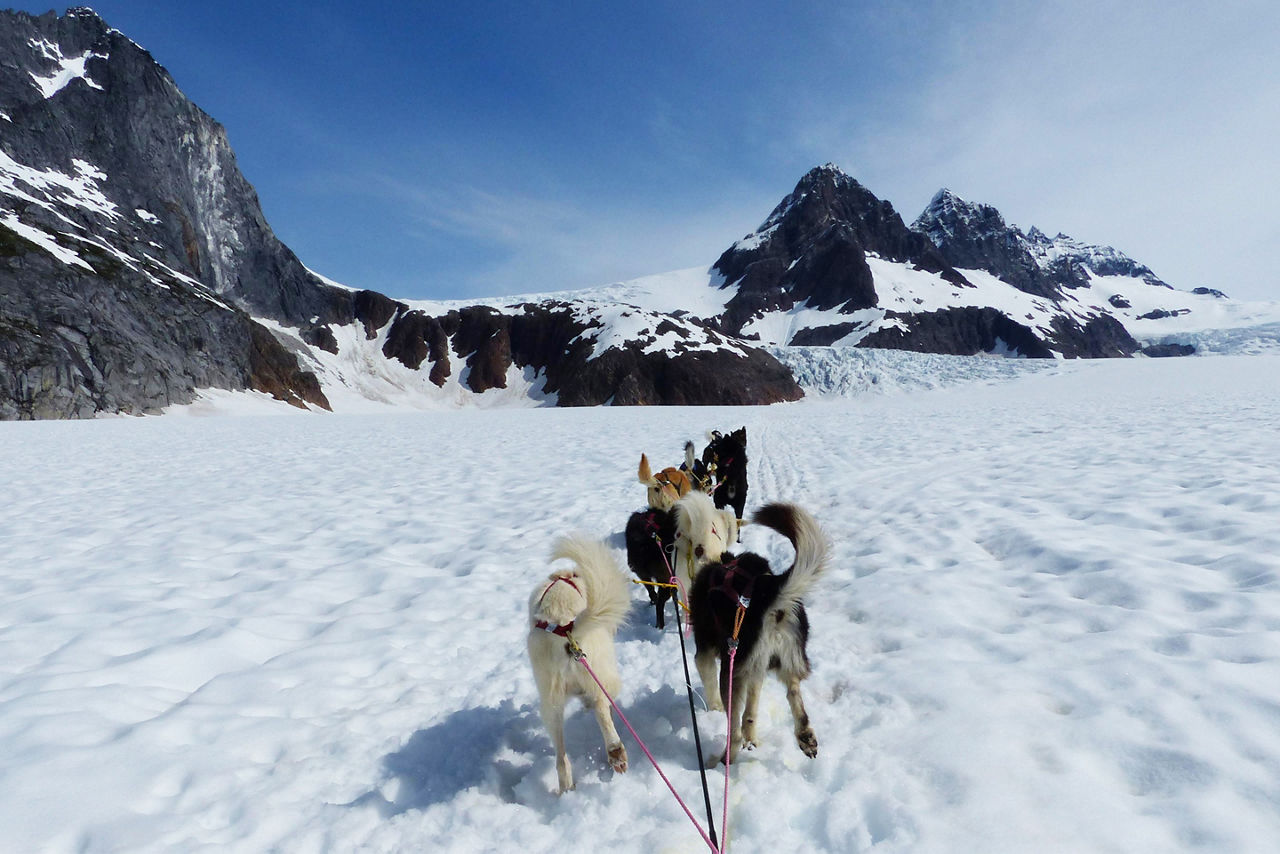 Alaska Dog Sledding Excursion 