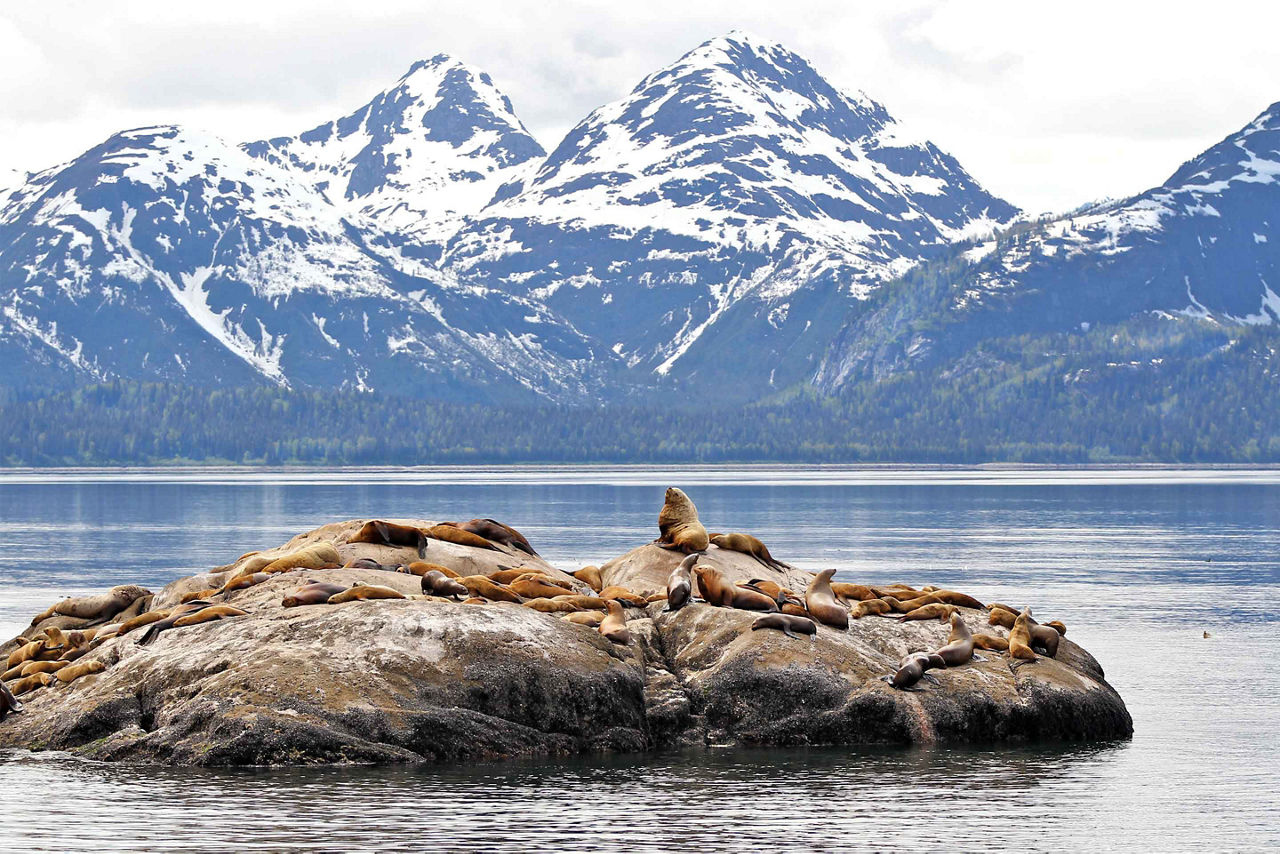 Seals in Alaska Inside Passage
