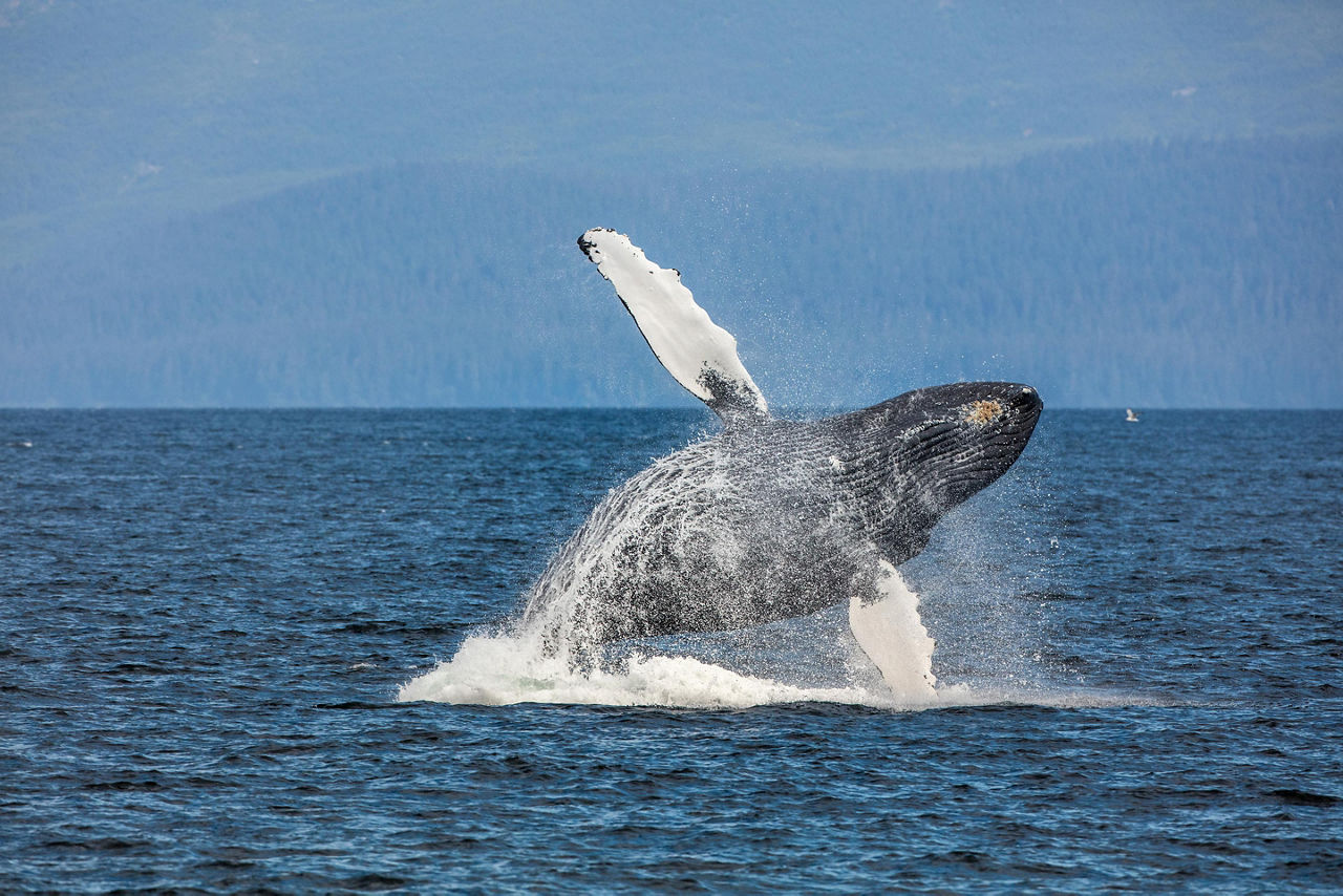 Whale Watching Activity in Alaska