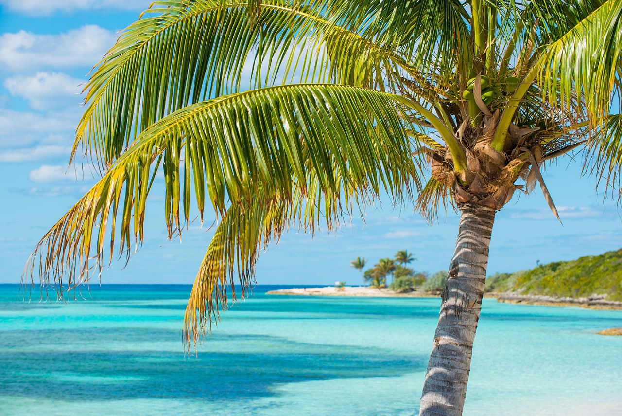 Palm Trees and Clear Blue Waters in the Bahamas 