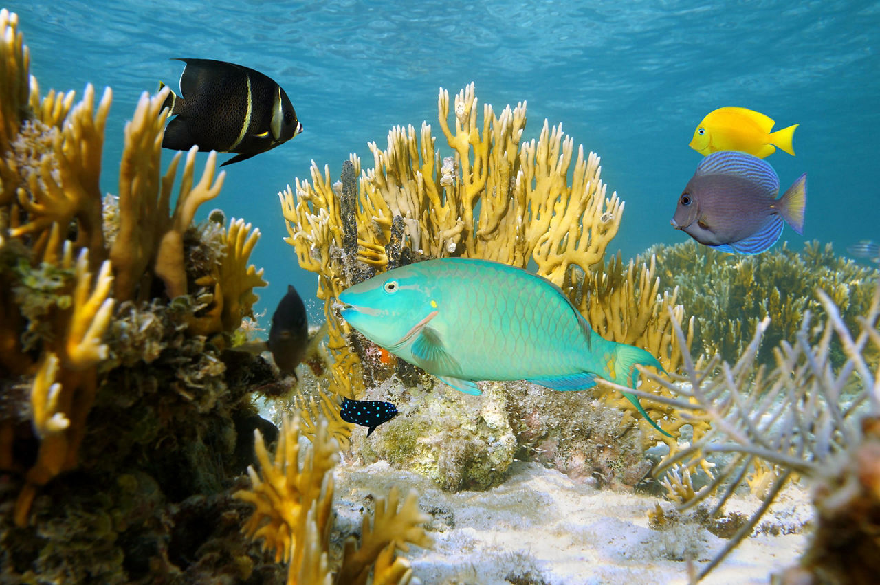 Colorful Coral Reefs and Marine Life of the Bahamas
