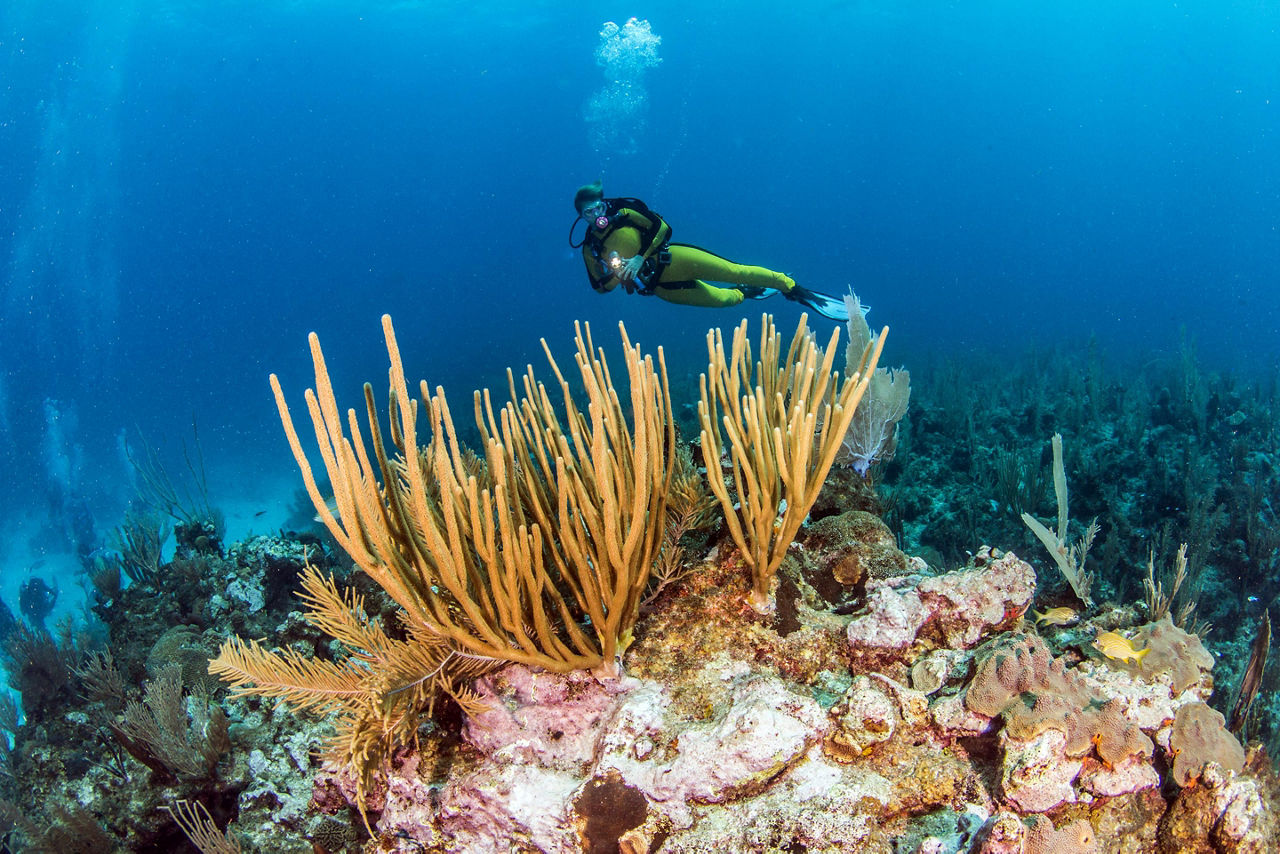 Coral Reefs and Scuba-diver in Belize