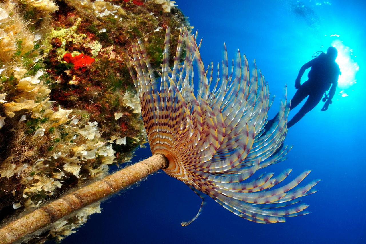 Greece Marine Life and Scuba Diver