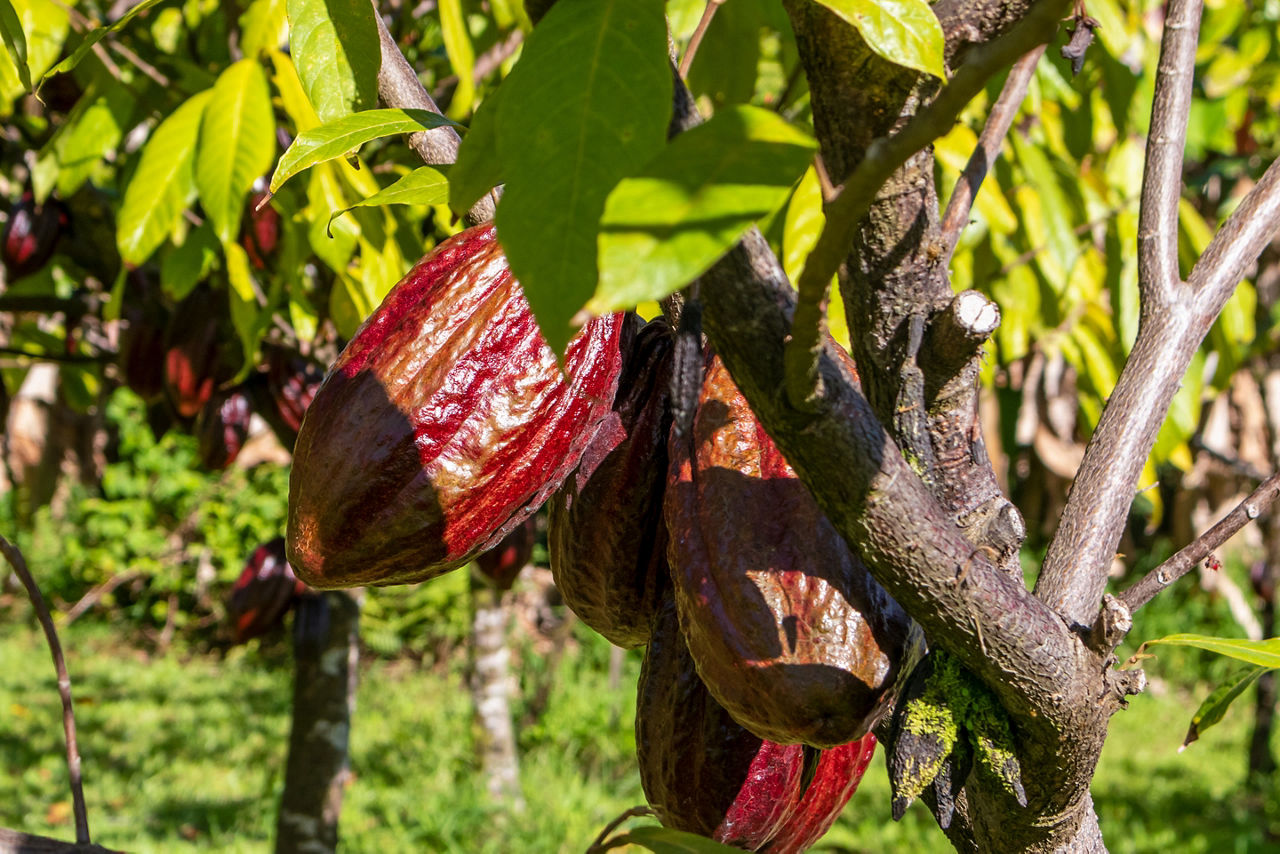 Red cacao pods on the tree between green leaves and branches