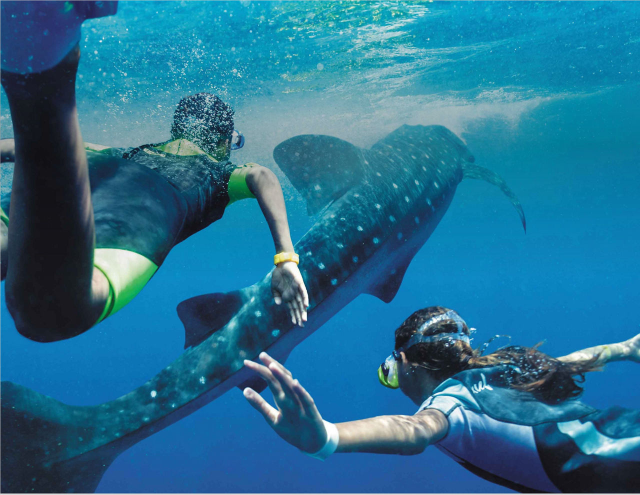 Couple Swimming with Whale Sharks  During Mexico Vacation