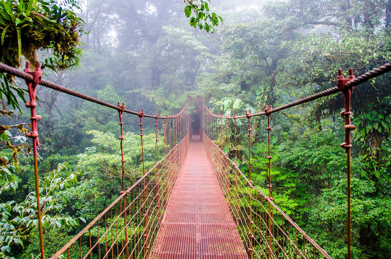Rainforest Bridge in Costa Rica