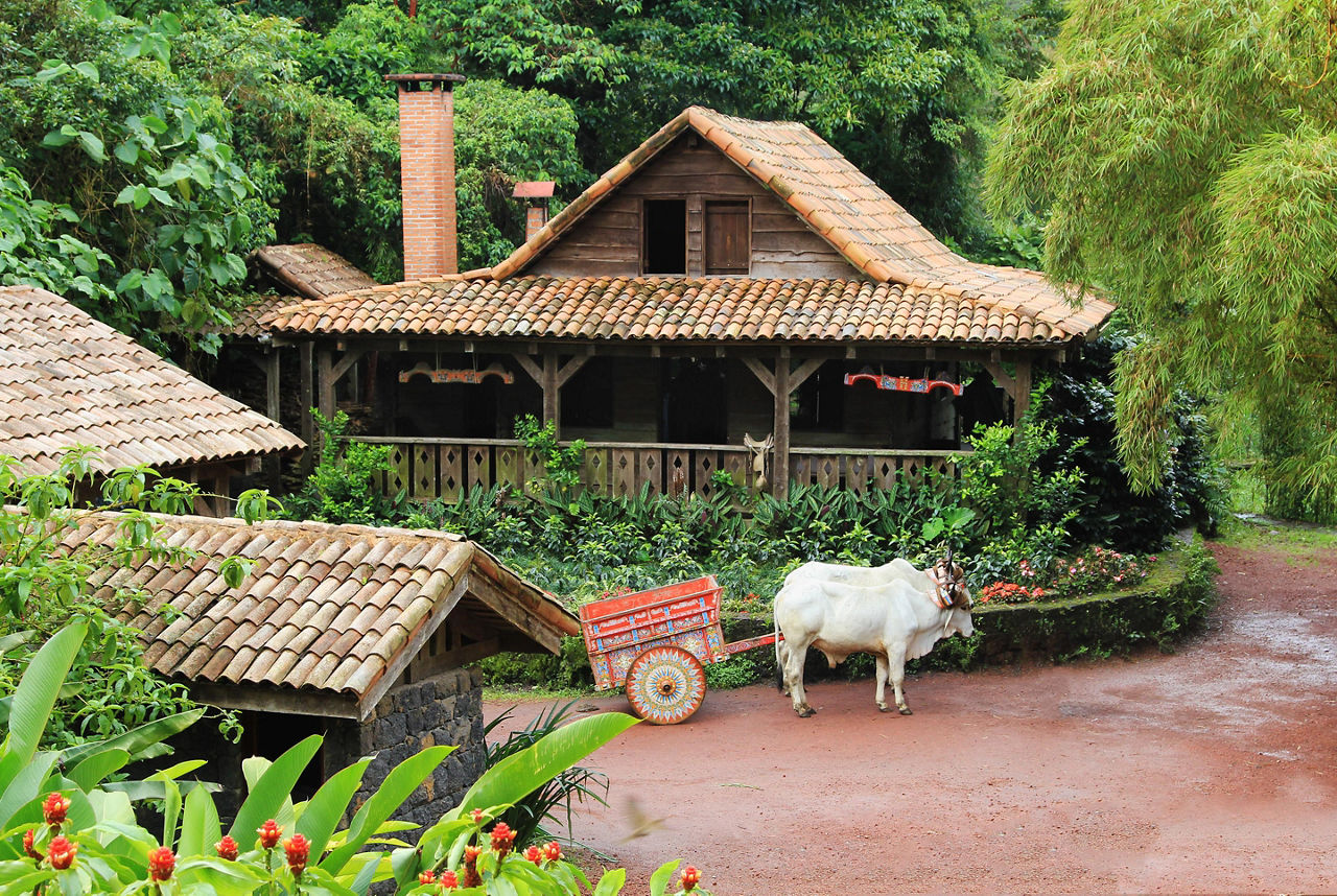Traditional Home with an Oxen in Costa Rica