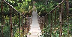 Tropical Rainforest Bridge in South America