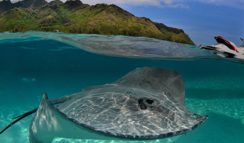 Moorea, French Polynesia Sting Ray