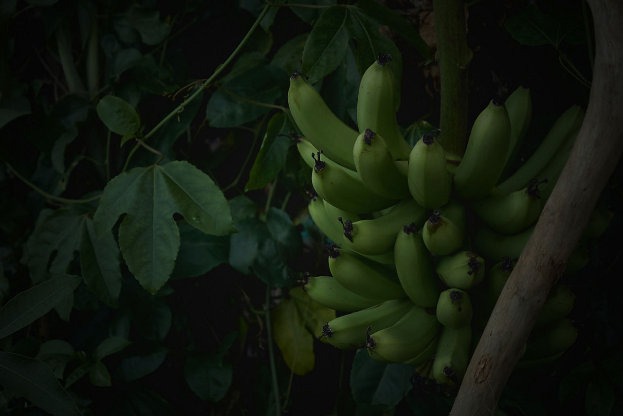 South Pacific Banana Tree