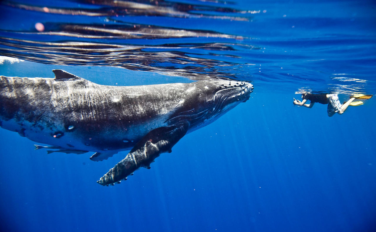 South Pacific Humpback Whales