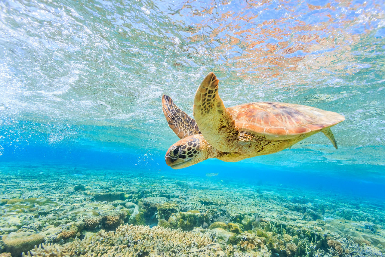 Sea Turtle Swimming in the Ocean