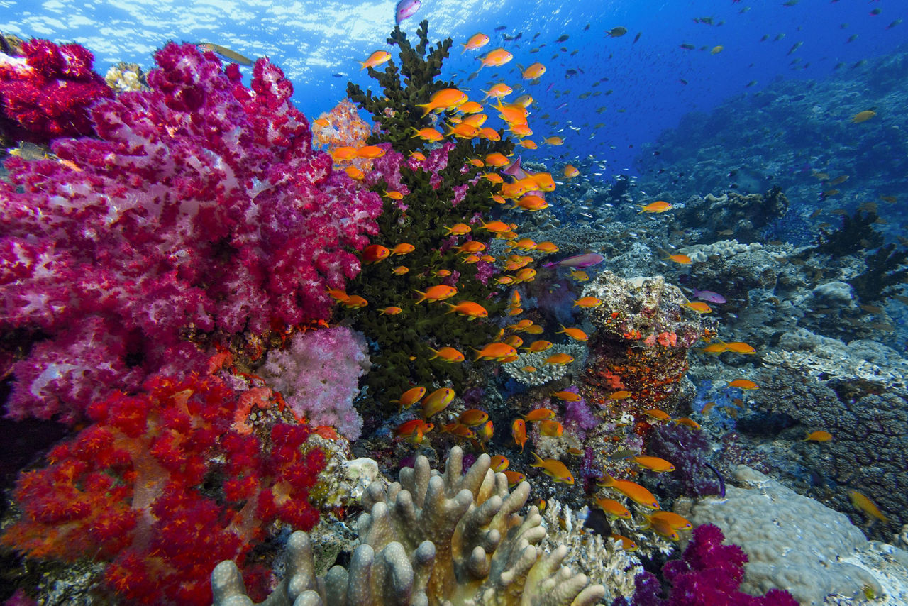 Underwater Paradise Tour in Vanuatu and Fiji
