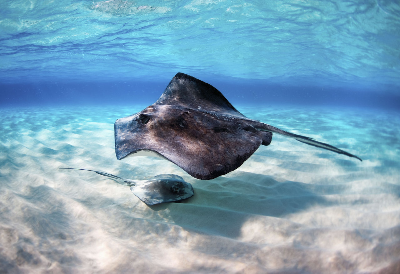 Stingrays in George Town in Grand Cayman 