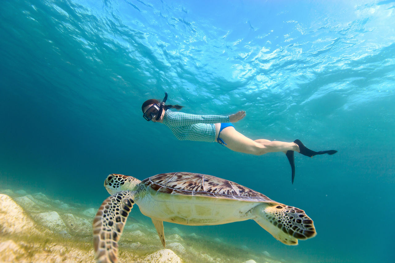 snorkeltiles11