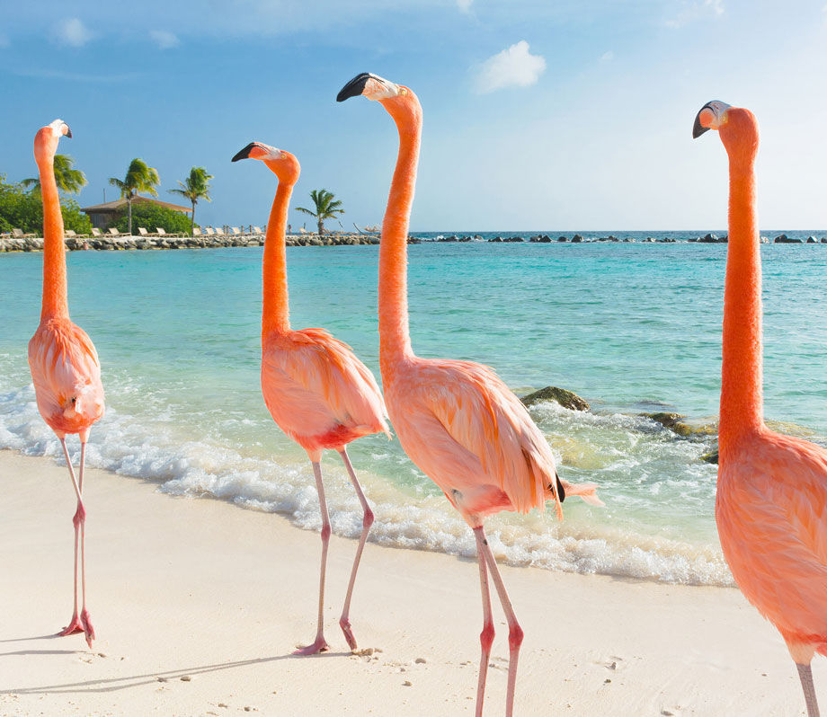 Aruba Pink Flamingos Walking by the Beach
