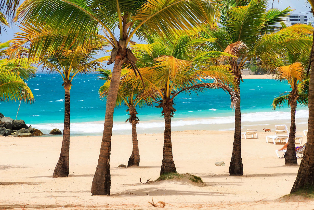 Southern Caribbean Beach with Palm Trees