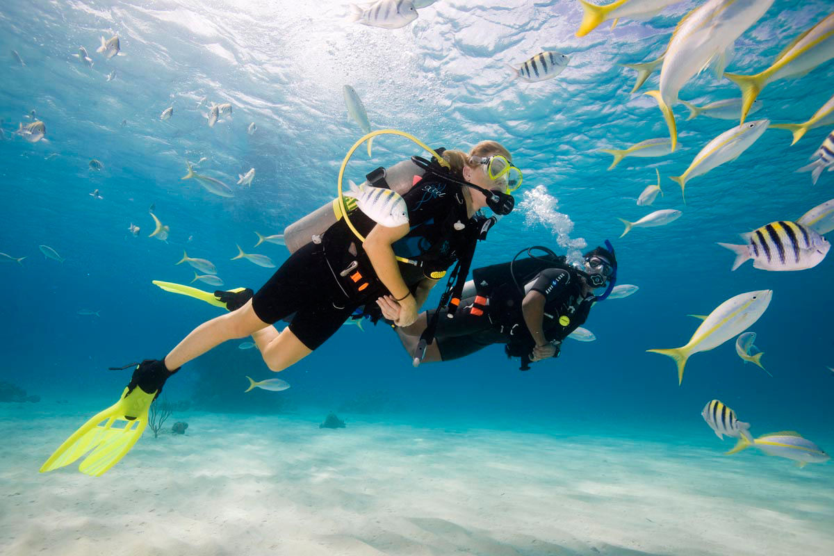 Scuba Certification Padi Diving Underwater with a School of Fish