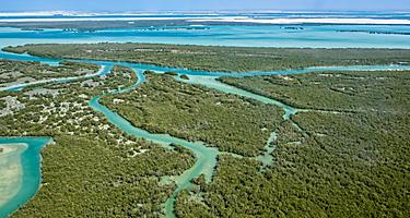 View from above of the mangroves in Abu Dhabi