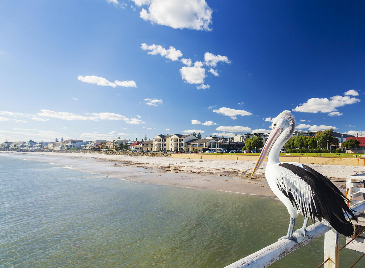 Adelaide, Australia, Pelican on pier by beach