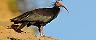 Agadir, Morocco, Bald Ibis