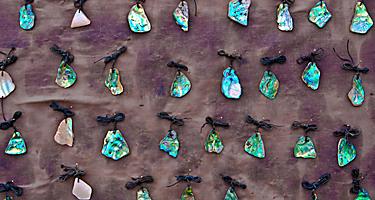 A collection of jewelry made of New Zealand's paua shells